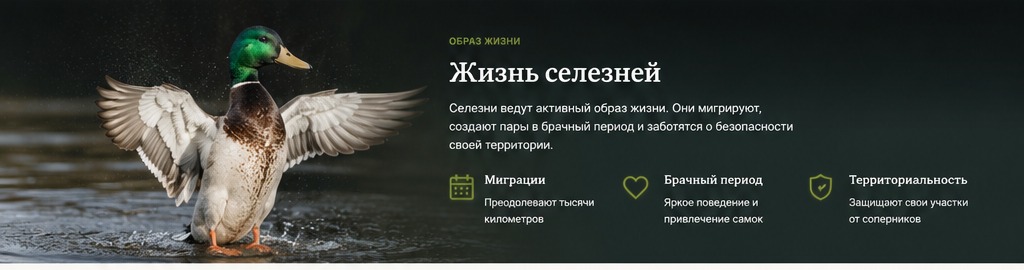 Селезень расправляет крылья